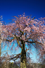 京都丸山公園・祇園枝垂桜　2021