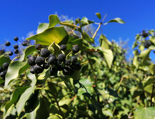 Close-up black berries on a branch with a lot of green leaves and a beautiful clear and blue sky