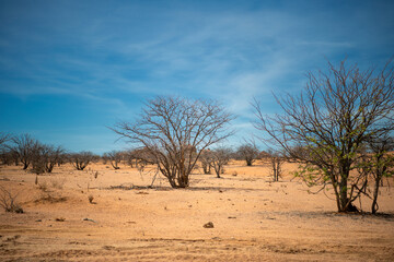 Fototapeta na wymiar dry landscape, hardly any green bushes in Damaraland, Namibia
