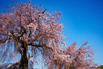 京都丸山公園・祇園枝垂桜　2021