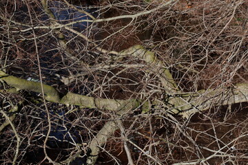 Kahle Bäume mit Ästen im Winter an einem Gewässer, Deutschland, Europa