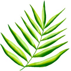 green leaf isolated on white background