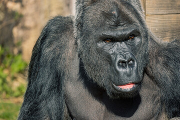 Obraz premium Close up portrait of a male Western Lowland Gorilla