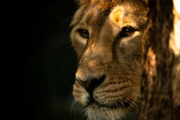 A female lion stalking in the shadows, illuminated by golden sun rays