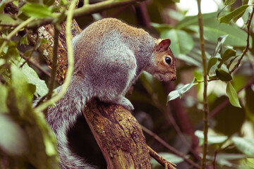 Macro close up of a common grey squirrel in a tree