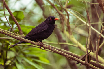 Fototapeta premium Macro close up of a common black bird in a tree