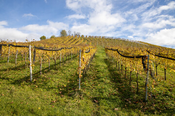 Fototapeta na wymiar yellow autumn leaves on a vine yard hill with a blue cloudy sky in the background in Südsteiermark
