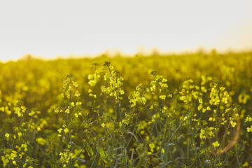 Spring sunny rapeseed field at sunset. Bio Plant. Natural background. Bokeh on foreground. Cultivated mainly for its oil-rich seed, which naturally contains appreciable amounts of erucic acid