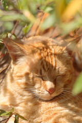 茂みの中の陽だまりで寝る猫