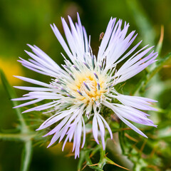 Violet flower