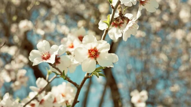 Almond Tree Flower 4k Prores 10bit Summer 