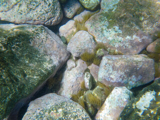 Anemonia sulcata es una especie de cnidario antociano. En España. se admite como especie pesquera y acuícola. En Andalucía se la conoce como Ortiguilla de mar u Ortiga de mar. Foto de Gran Canaria.