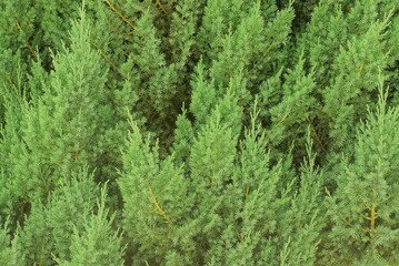 natural plant texture of green coniferous branches