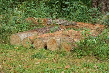 a row of brown pines logs lie in green grass in nature