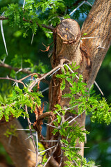 Picture of some trees in nature