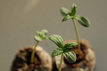 Cannabis Seed Starting with Coconut Coir Pellets. Marijuana growing. Baby hemp closeup.