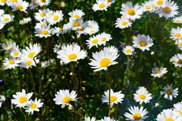 Meadow with a lot of daisies. Daisies in the sunlight. Many flowers with white petals on the sunny day