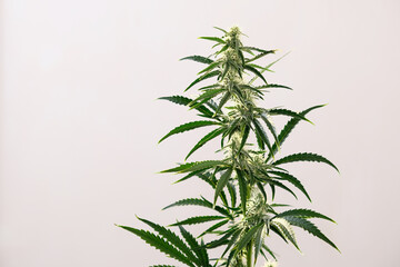Blooming cannabis bush. Fresh marijuana plant. Green hemp buds on white background