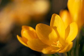Close up of yellow blooming crocus growing in meadow in spring. In the middle of the pistils.