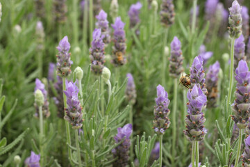 Bees in lavender bed in Zambia, insect pollination 
