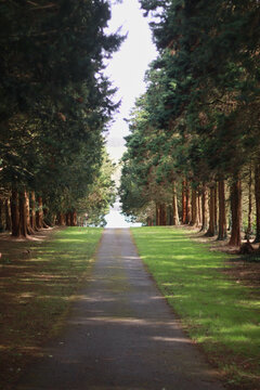 Corridor of trees in red squirrel forest in Llanfairpwllgwyngyll, Anglesey, Wales 