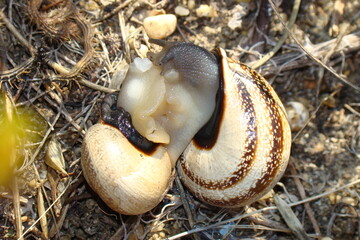 Milk Snail (Otala lactea)