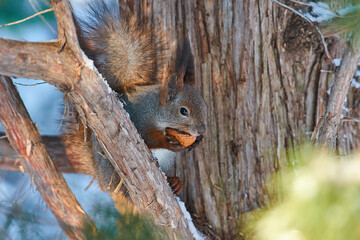 Red squirrel sit on branch in winter scene, Sciurus vulgaris in winter scene
