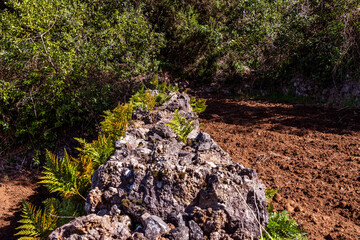 Conjunto de helechos en un muro de piedra