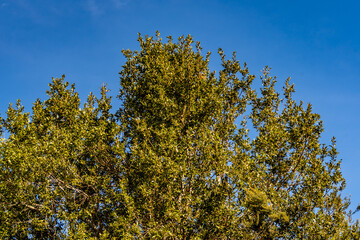 Fototapeta na wymiar Árbol con ramas con hojas verdes