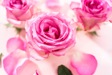 Pink roses