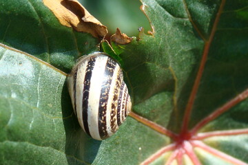 Milk Snail (Otala lactea)
