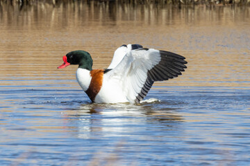 Shelduck (Tadorna tadorna)
