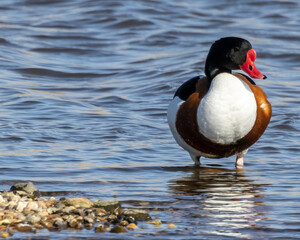 Shelduck (Tadorna tadorna)