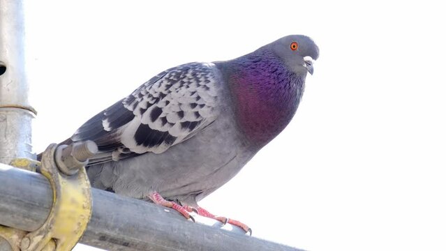 Feral pigeons, Columba livia domestica, street pigeons sits on a metal structure, concept ornithology, birds of Germany, fauna natural zones temperate of europe, nature protection