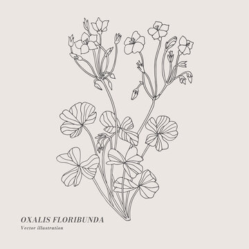 Hand draw vector oxalis floribunda flowers illustration. Botanical floral card on white background.