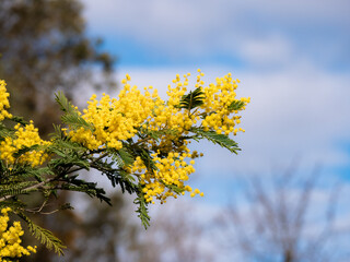 The yellow flowers stand out among the green leaves of the branch of an Acacia Mimosa (Acacia dealbata) tree in early spring in a sunny forest and a nice blue sky with clouds in the background