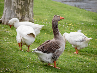A common goose (Anser anser) upright and watchful surrounded by white ducks (Anas platyrhynchos domesticus) on a green blanket of grass grass and daisy flowers next to the Cabe River in Monforte