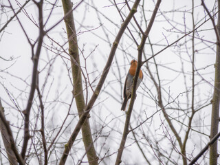 European robin (Erithacus rubecula) resting on top of a cut log with surrounding vegetation and leafless deciduous tree branches during winter