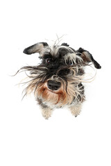 portrait of a very  fluffy dog from very close, funny miniature schnauzer