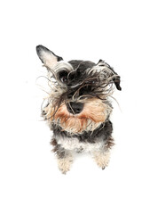 portrait of a very  fluffy dog from very close, funny miniature schnauzer