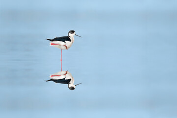 Immersed in the blue, resting black-winged stilt (Himantopus himantopus)