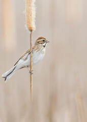 Wonderful portrait of common reed bunting female (Emberiza schoeniclus)