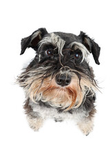 portrait of a very  fluffy dog from very close, funny miniature schnauzer