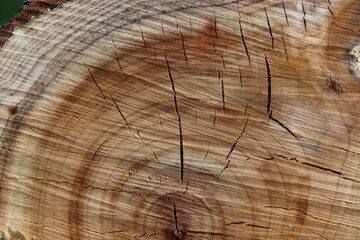 Obraz premium Tekstura drewna w przekroju - słoje drewniane