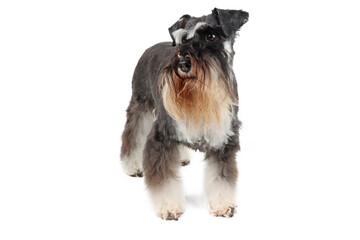 miniature schnauzer  isolated on white background