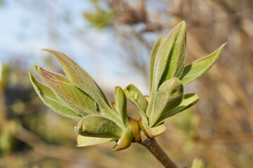The leaf buds of lilacs blossom and young leaves appear. Spring.