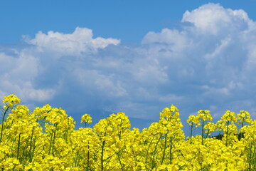 Obraz premium 横浜町の菜の花畑。横浜、青森、日本。5月中旬。