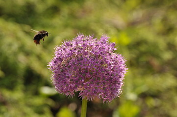 Kwiat czosnku i pszczoła