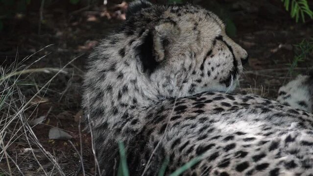 amazing cheetah South Africa, Namibia