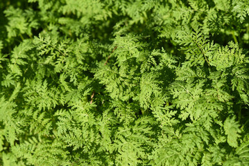 .Texture of green herbs growing in the garden.